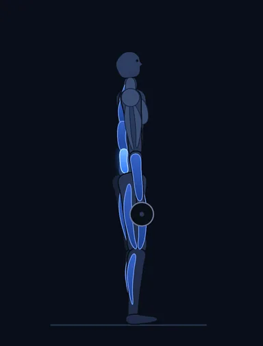 Barbell Deadlift, finish position, with the working muscles highlighted