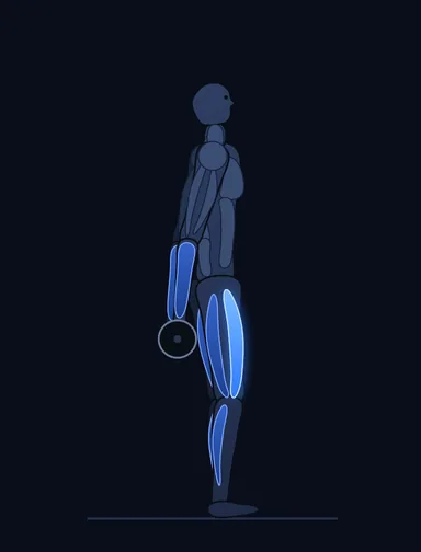 Barbell Hack Squat, start position, with the working muscles highlighted