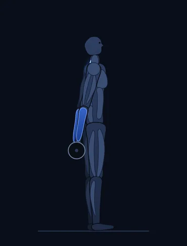 Barbell Shrug Behind the Back, start position, with the working muscles highlighted