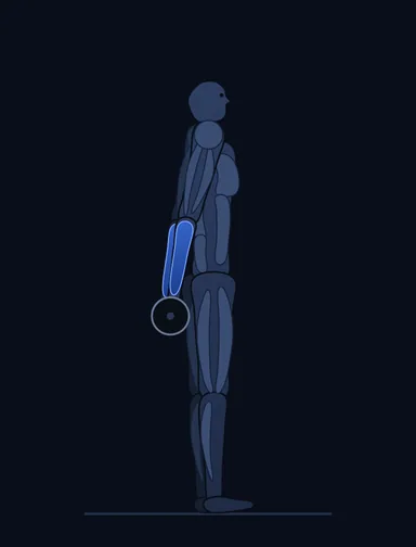 Barbell Shrug Behind the Back, finish position, with the working muscles highlighted