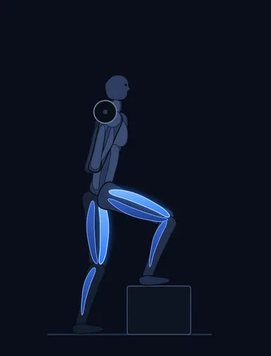 Barbell Step Ups, start position, with the working muscles highlighted