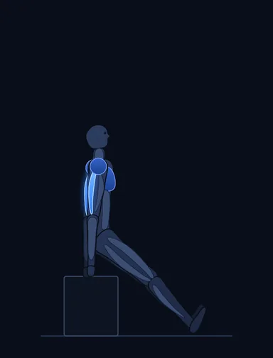 Bench Dips, start position, with the working muscles highlighted