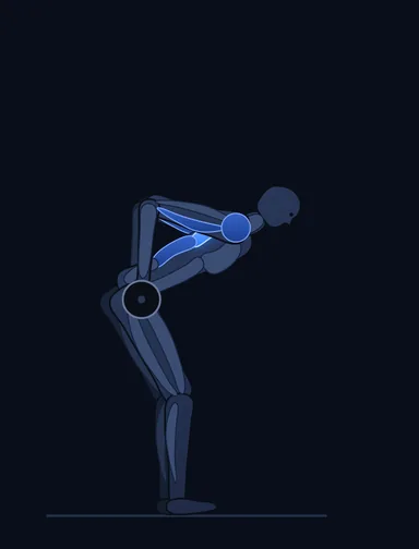Bent Over Barbell Row, finish position, with the working muscles highlighted