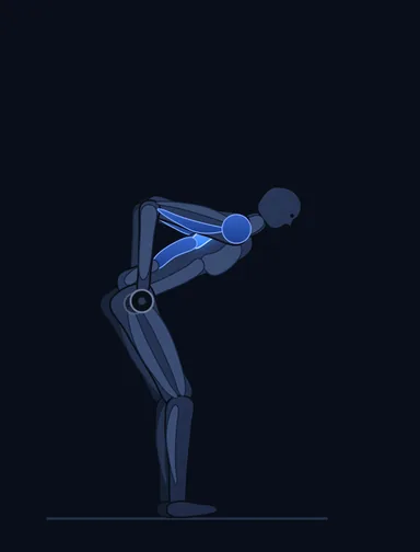 Bent Over Two-Dumbbell Row, finish position, with the working muscles highlighted