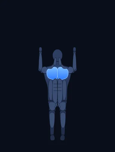 Butterfly, finish position, with the working muscles highlighted