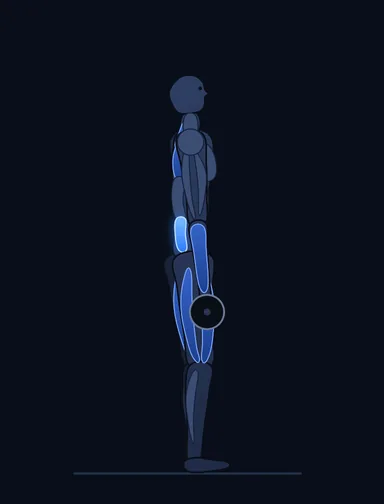 Deficit Deadlift, finish position, with the working muscles highlighted