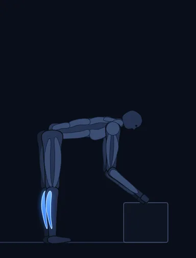 Donkey Calf Raises, start position, with the working muscles highlighted