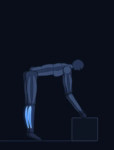 Donkey Calf Raises, finish position, with the working muscles highlighted