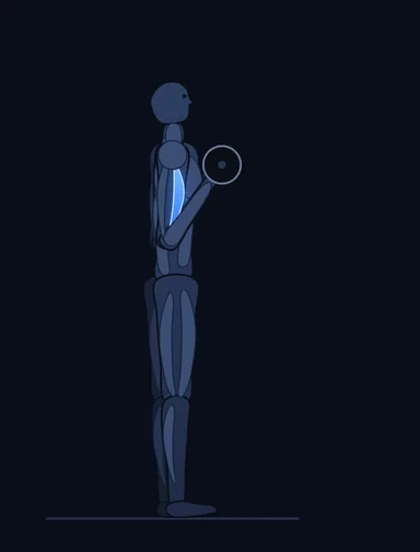 EZ-Bar Curl, finish position, with the working muscles highlighted