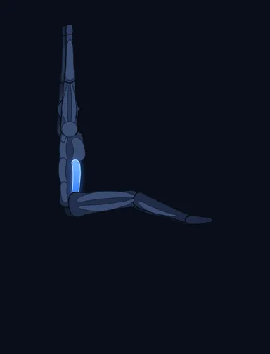 Hanging Leg Raise, finish position, with the working muscles highlighted