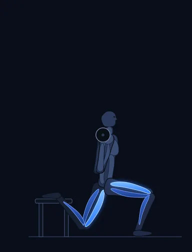 One Leg Barbell Squat, finish position, with the working muscles highlighted