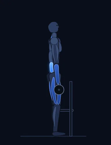 Rack Pull with Bands, finish position, with the working muscles highlighted