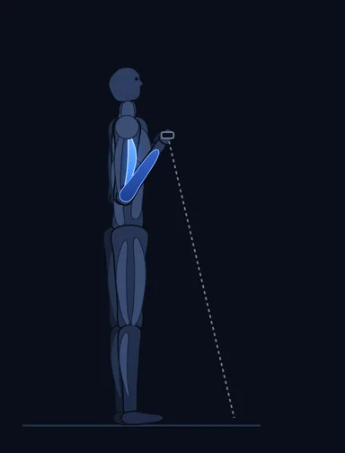 Reverse Cable Curl, finish position, with the working muscles highlighted