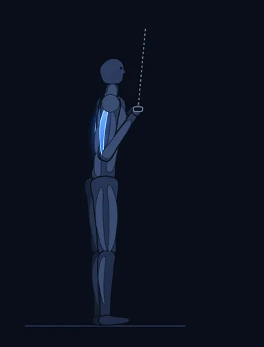 Reverse Grip Triceps Pushdown, start position, with the working muscles highlighted
