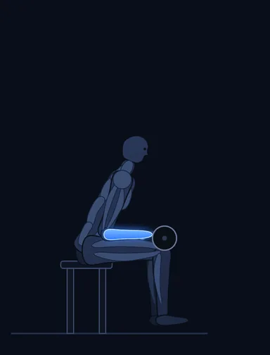 Seated Palm-Up Barbell Wrist Curl, start position, with the working muscles highlighted