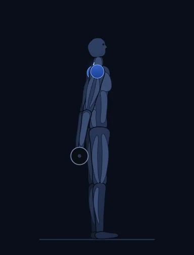 Smith Machine Behind the Back Shrug, start position, with the working muscles highlighted