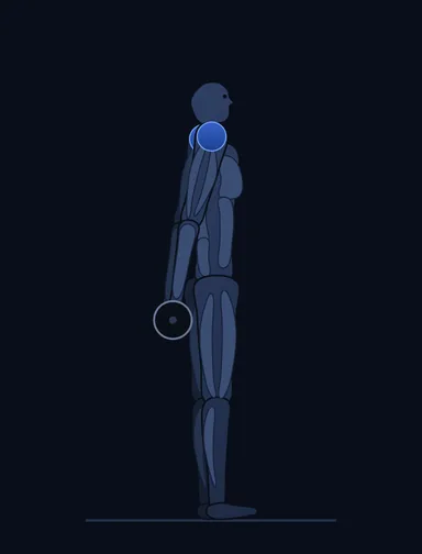 Smith Machine Behind the Back Shrug, finish position, with the working muscles highlighted