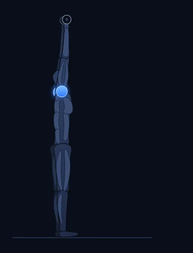 Standing Dumbbell Straight-Arm Front Delt Raise Above Head, finish position, with the working muscles highlighted