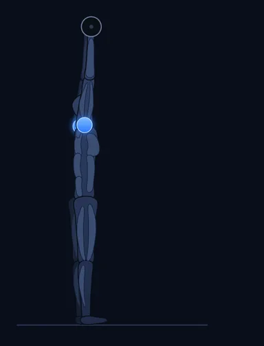 Standing Front Barbell Raise Over Head, finish position, with the working muscles highlighted