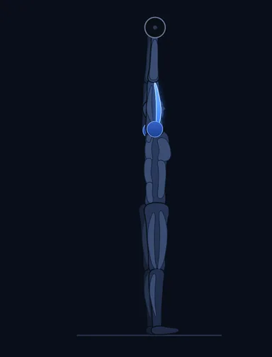 Standing Overhead Barbell Triceps Extension, finish position, with the working muscles highlighted