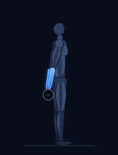Standing Palms-Up Barbell Behind The Back Wrist Curl, start position, with the working muscles highlighted