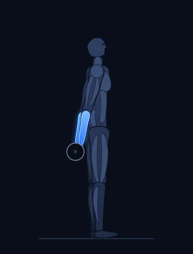 Standing Palms-Up Barbell Behind The Back Wrist Curl, finish position, with the working muscles highlighted