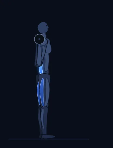 Stiff Leg Barbell Good Morning, start position, with the working muscles highlighted