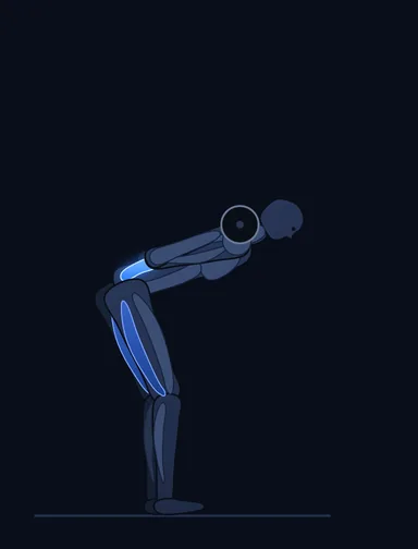 Stiff Leg Barbell Good Morning, finish position, with the working muscles highlighted
