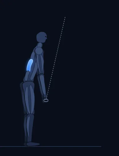 Straight-Arm Pulldown, finish position, with the working muscles highlighted