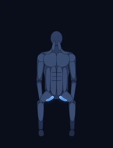 Thigh Adductor, start position, with the working muscles highlighted