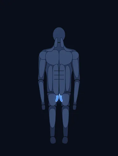 Thigh Adductor, finish position, with the working muscles highlighted