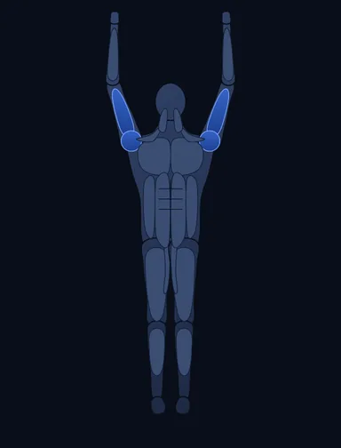 V-Bar Pullup, start position, with the working muscles highlighted
