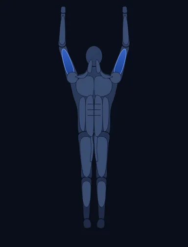 Weighted Pull Ups, start position, with the working muscles highlighted