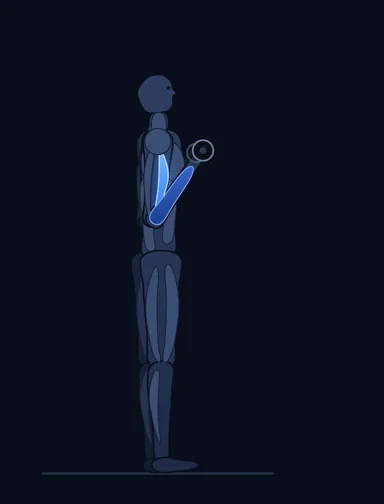 Zottman Curl, finish position, with the working muscles highlighted